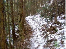 ヒノキ林の登山道